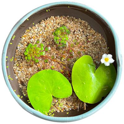 水上烟花黄花菱浮性活体植物水草