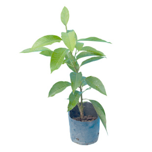 玉兰花苗白玉兰苗黄玉兰树苗白兰黄兰苗香花缅桂花苗花卉带花发货