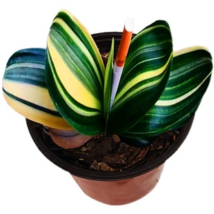 长春君子兰植物茶几金丝元宝彩兰鸳鸯福伦观叶圆头和尚吸甲醛绿植