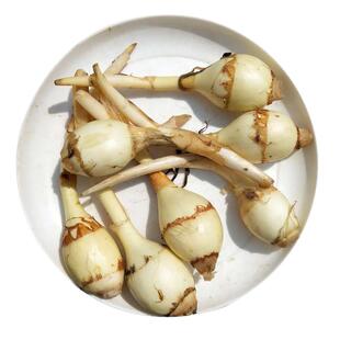 云南野地新鲜迷你小茨菇山慈姑新货白茨菰马蹄荸荠蔬菜紫慈菇疏菜