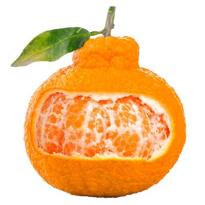 不知火丑橘官方TOP,爆卖100万件