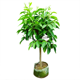 白玉兰树苗白兰花盆栽白兰花苗木兰花黄桷兰树苗室内浓香花卉绿植