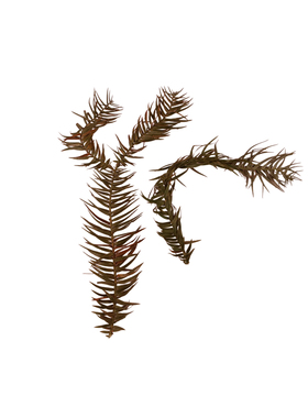 绿干杉树叶插花材料软装布景干花