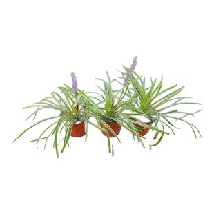 金边麦冬草苗阔叶麦冬苗别墅庭院花境花坛植物搭配花耐寒耐阴植物