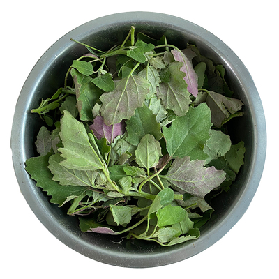 秦岭野生灰灰菜新鲜现挖顺丰包邮