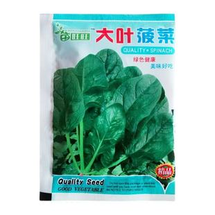 大叶菠菜种子大宽叶四季农家高产青菜耐热阳台盆栽波菜蔬菜种籽孑