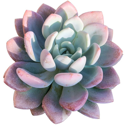 多肉植物云南直发美观圆叶胖奥普