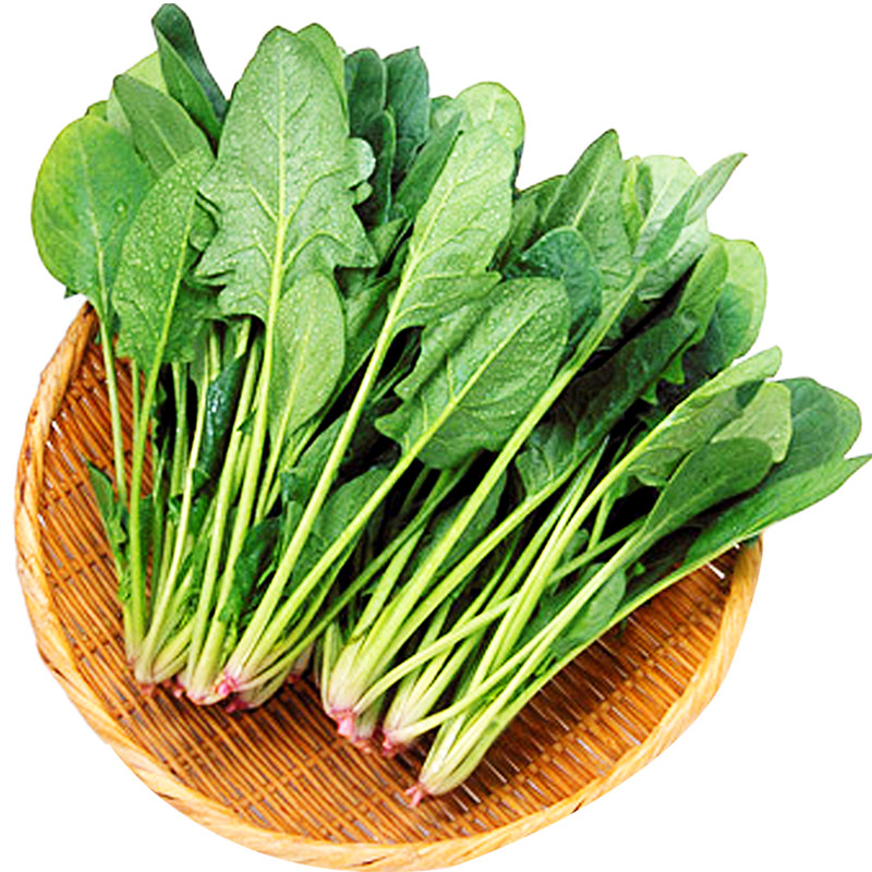 大叶菠菜种子四季籽种秋冬耐寒