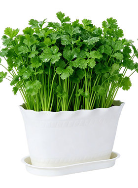 欧林泽阳台香菜种植套装