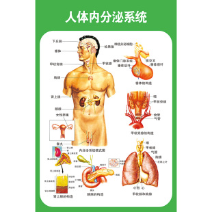 人体运动消化生殖泌尿神经九大系统解剖海报医院医学挂图内脏骨骼