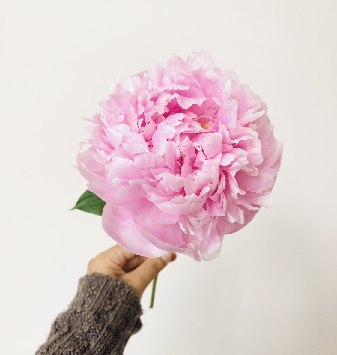 芍药鲜切花小众稀有精品花材家庭瓶插花艺婚庆节日比赛装饰花束用