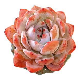 橙梦露多肉一物一拍控养厚叶韩国雪天使正版多头缀化韩橙星星橙子