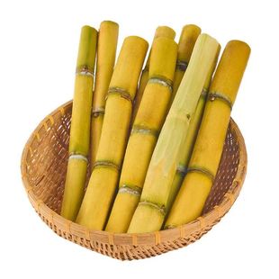 云南黄金甘蔗新鲜现砍当季水果黄皮甘蔗脆甜多汁彩箱甘蔗新鲜批发