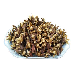 野生 香椿果实 香铃子 香椿籽 香椿果 香菱子 香椿子 香椿玲500克