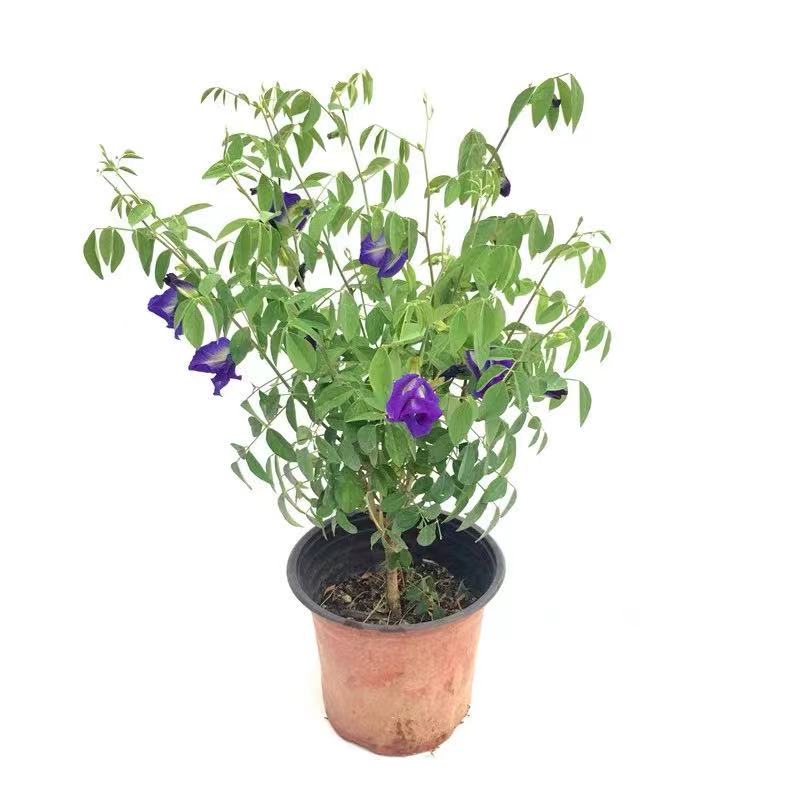 开花植物蝶豆花苗盆栽蓝蝴蝶花苗蓝色妖姬盆栽带花发货四季开花