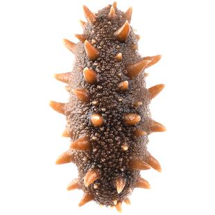 【5S款礼包】海参开袋即食鲜食大连辽刺参春节年货送礼礼盒独立装