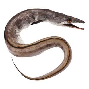 舟山风鳗筒淡晒新货自然风干海鳗鱼干整条鳗鱼筒鳗鲞海鲜干货特产