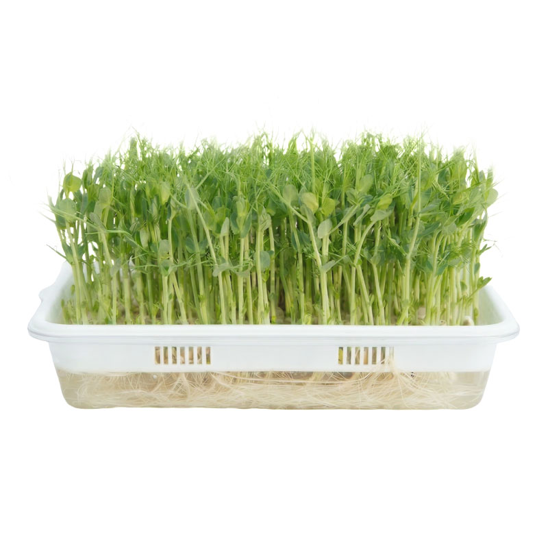 水培芽苗菜套装丨现吃现摘