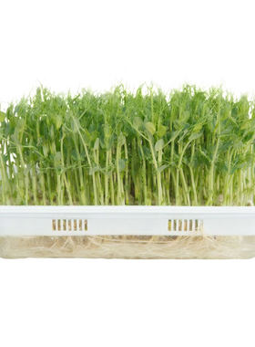 芽苗菜豌豆苗盘种植套装