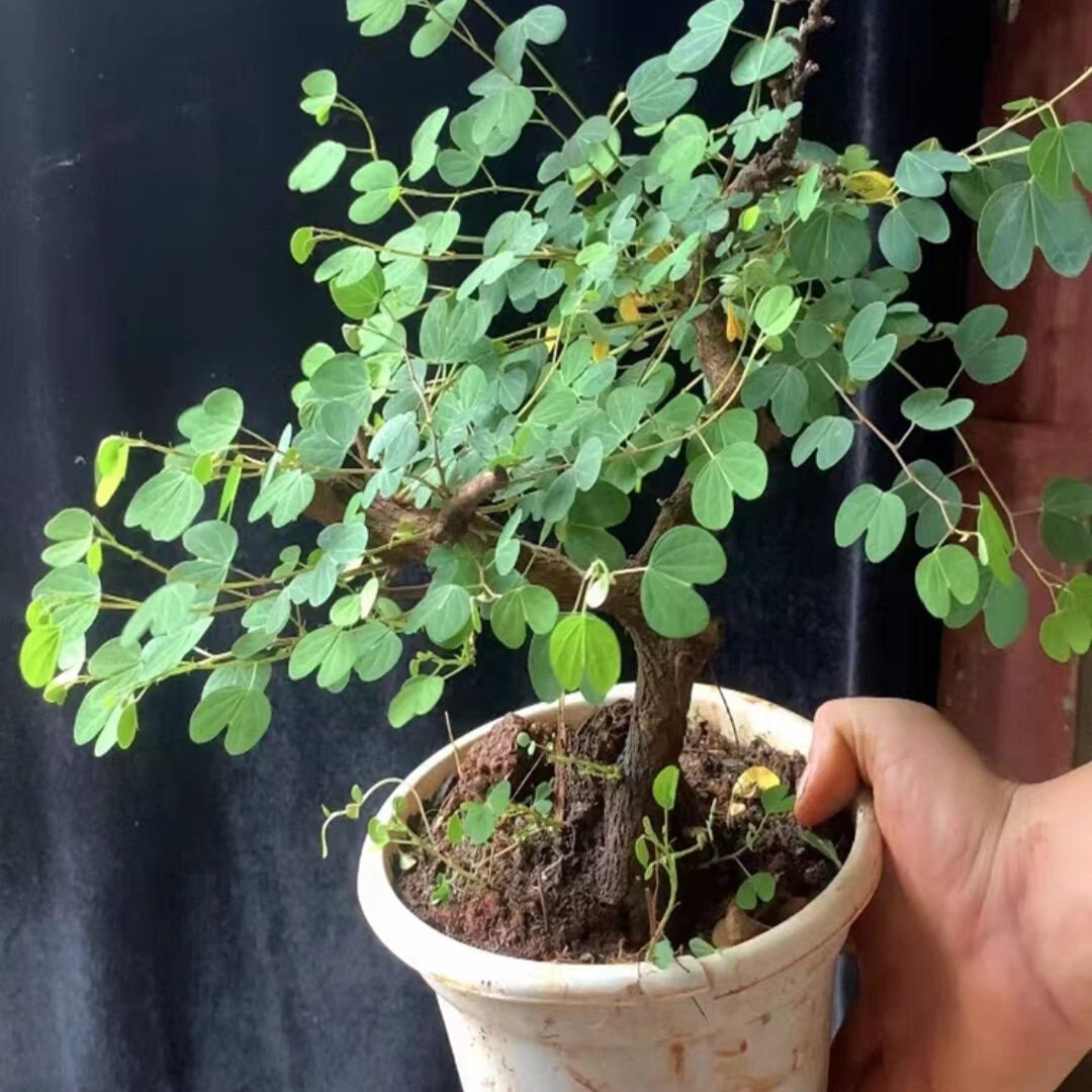 新款羊蹄甲老桩碳化舍利金丝红木花卉盆栽四季常青室直供