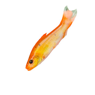 红丁桂鱼苗黄金丁桂欧洲丁鲑鱼黄化丁桂鱼淡水淡水养殖食观赏鱼苗