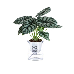 白犀牛海芋盆栽办公室绿植观叶室内工位桌面绿植高级感好养活植物