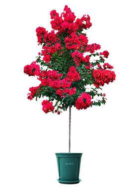 紫薇花盆栽红火箭带花苞植物