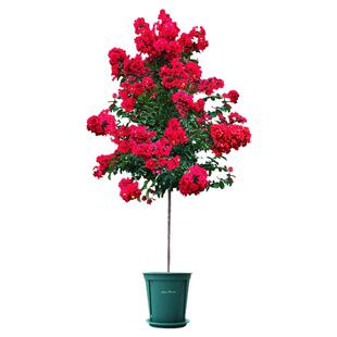 紫薇花盆栽红火箭带花苞植物天鹅绒树苗室内阳台花卉耐热四季易活