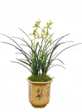 翁源兰花精品蕙兰丹红耐寒耐热