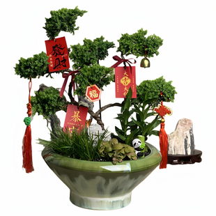 五层塔松盆栽绿植造型迎客松盆景开业祝寿礼物办公室客厅高档植物