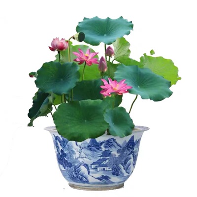 荷花种根苗盆栽水养观赏荷花种藕苗睡莲碗莲种子水培植物室内好养