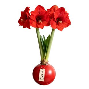封蜡朱顶红带花苞进口重瓣开业过节送礼种球室内无土开花年宵花卉
