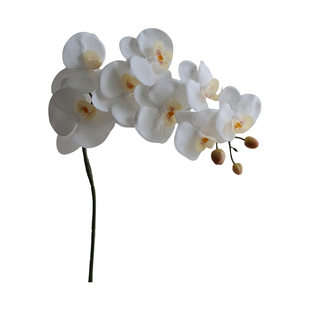 高级感逼真手感白色蝴蝶兰仿真花湿感轻奢客厅插花花艺装饰摆件
