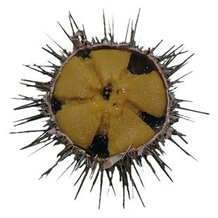 大连刺锅虾夷胆海刺猬小平岛新鲜紫胆即食刺身鲜活马粪黄金胆海胆