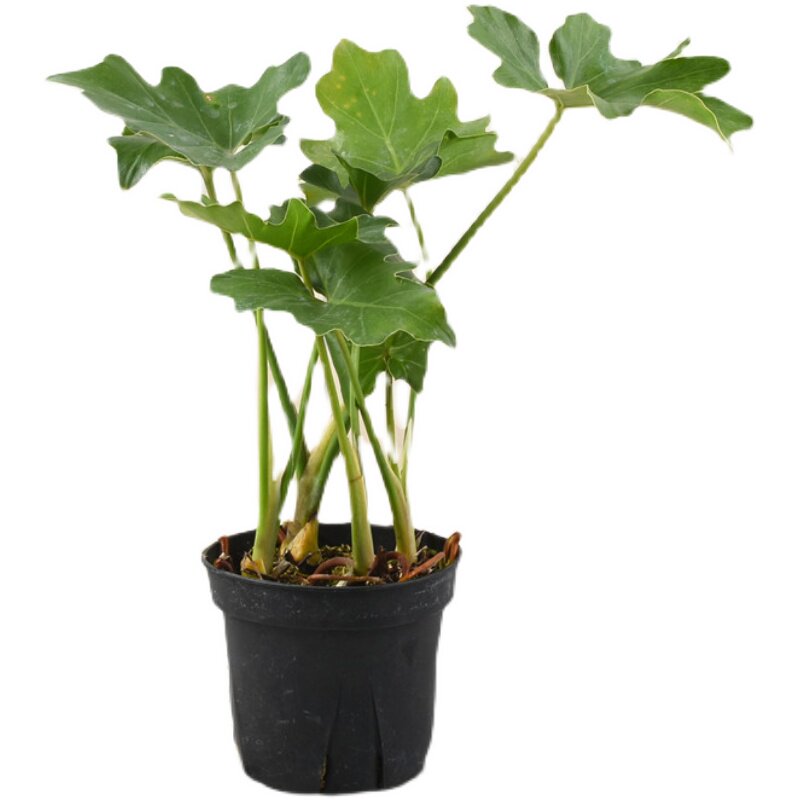 水培春羽室内好养活观叶植物