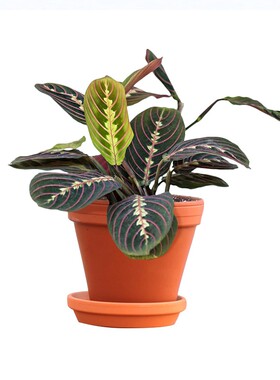 观叶竹芋办公室内喜阴植物