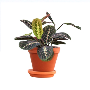 进口稀有彩叶喜阴套餐绿植物办公室内网红蜻蜓叶蝉竹芋好养活净化