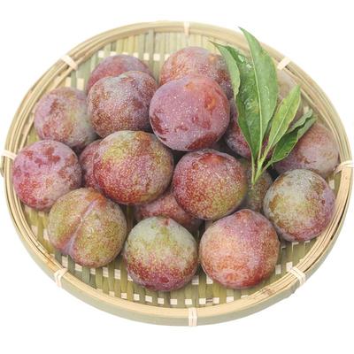 「全网桃形李子苗热卖榜TOP店」