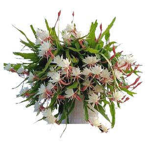 昙花苗花卉盆栽植物室内阳台庭院四季好养易活小叶令箭荷花带花苞