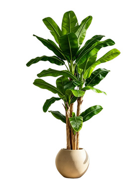 假植物芭蕉树家居轻奢绿植民宿氛围布置大型高级落地盆栽仿真绿植