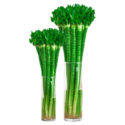 文昌竹龙竹富贵竹客厅水培植物