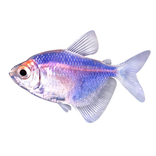 天使鱼黄衣绿衣老虎天使水族热带观赏小鱼懒人新手入门荧光鱼活体