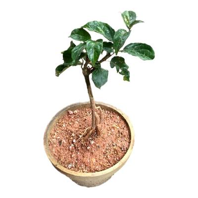 德庆巴戟天种苗益肾2-4年野生苗