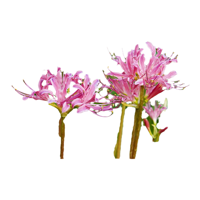 彼岸花种球曼珠沙华花种园艺家红花石蒜室内外植物龙爪花盆栽花卉