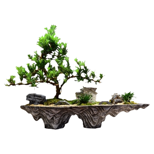 罗汉松盆栽办公室内盆景客厅桌面绿植乔迁新房盆栽大盆好养花卉