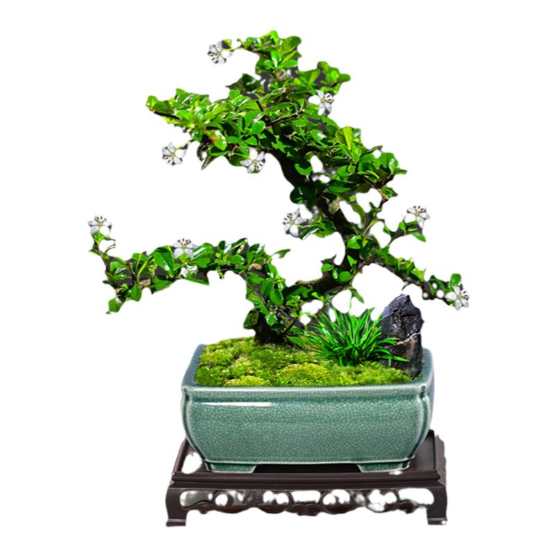 福建茶老桩盆栽造型好养室内盆景办公桌面植物中式禅意风玄关新款