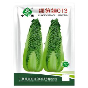 绿笋娃013笋形包心大白菜种子种籽青麻叶四季秋冬季蔬菜绍菜种孑