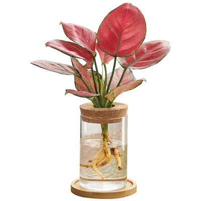 文竹水培植物绿植办公室内水养