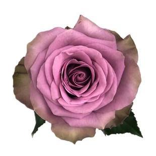 肯尼亚进口小苗罗马新娘又名紫荆城大花灌木阳台庭院绿植花卉