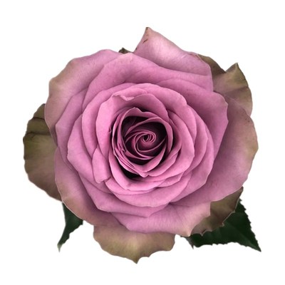 绿植肯尼亚进口新娘又名大花灌木